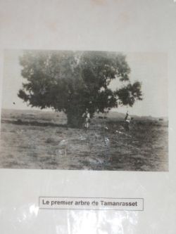 pic algerien tam baum al k